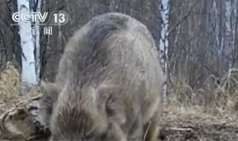 动物性视频,捕捉生命瞬间